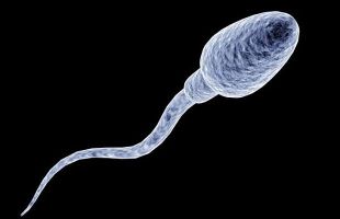 Spermatozoon