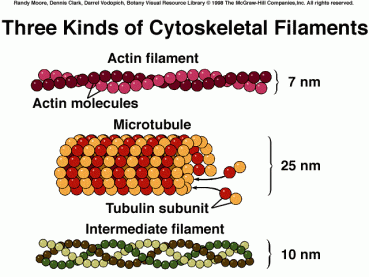 cytoskeletal-filaments