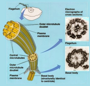 eukaryotic-flagella6