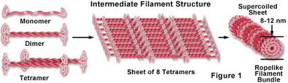 intermediate-filaments